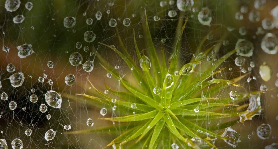 挂着雨珠的草蜘蛛网 (© Don Johnston/Age Fotostock) &copy; (Bing China)