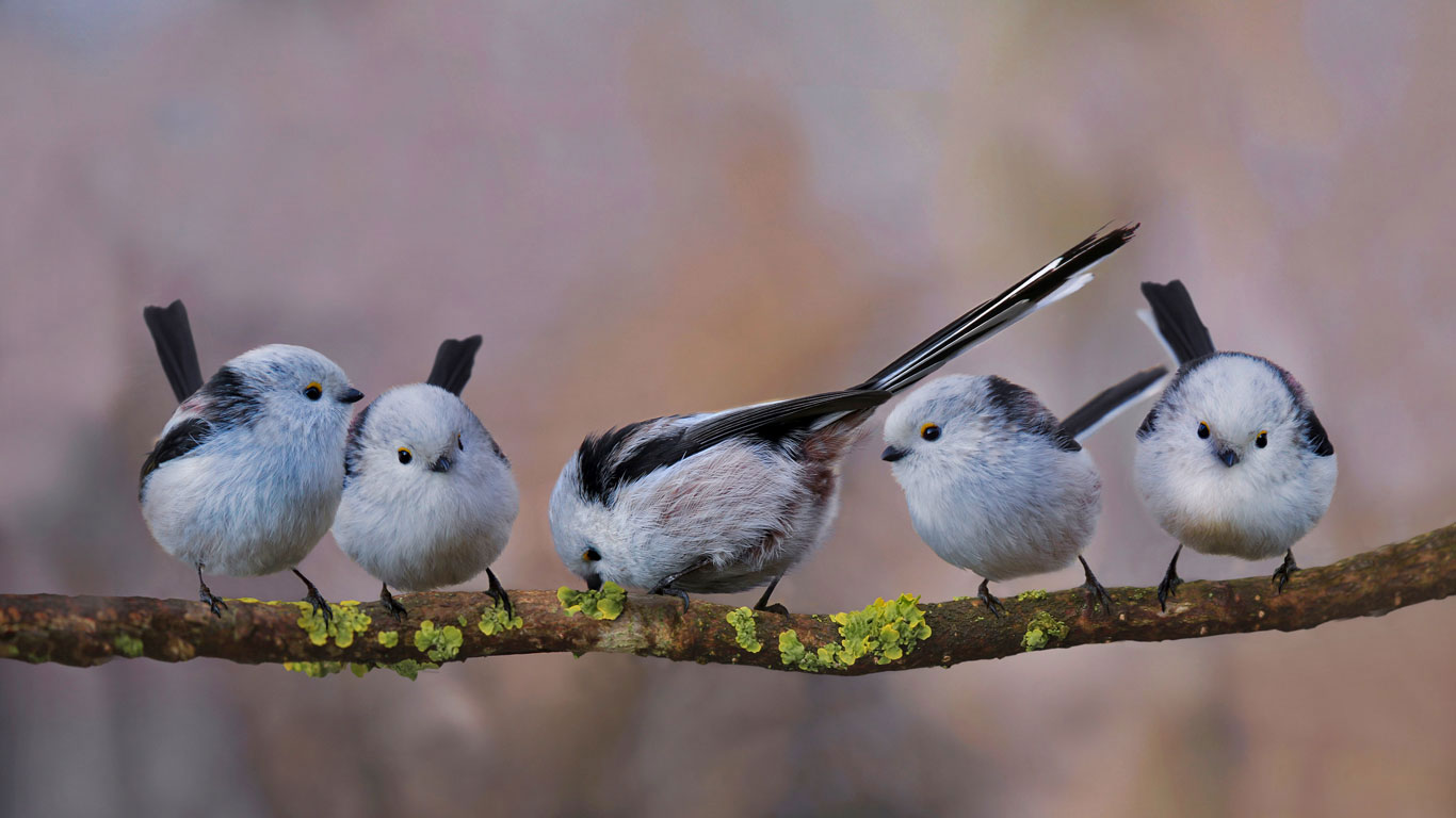 银喉长尾山雀，德国埃尔丁 (© H. Schmidbauer/Offset)(Bing China)