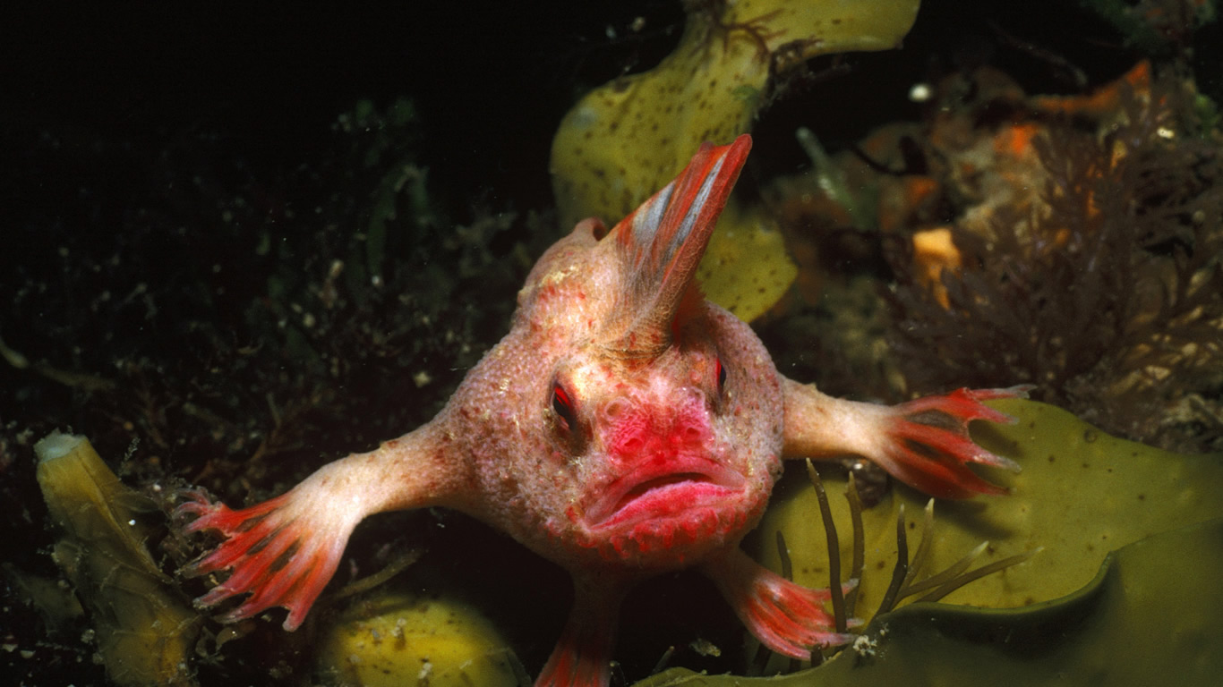 A red handfish, or thymichthys politus, in southeastern Tasmania, Australia (© Auscape/Universal Images Group/Getty Images)(Bing Australia)