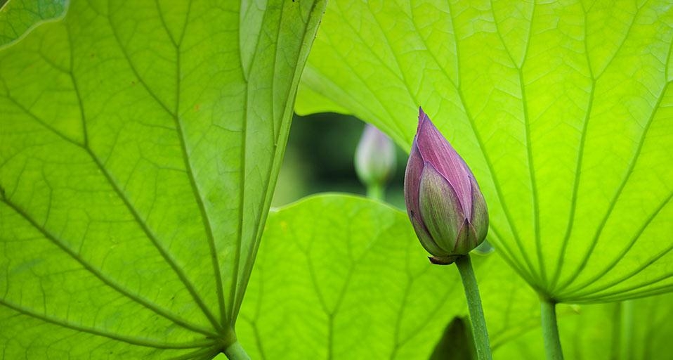 ｢ハスのつぼみ｣香川, 高松 (© Skye Hohmann/Flickr Open/gettyimages） &copy; (Bing Japan)