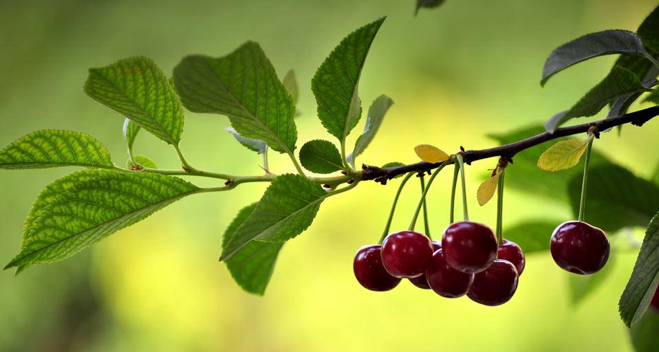夏日果园中的有机酸樱桃 (© Shobeir Ansari/Flickr Open/Getty Images)(Bing China)