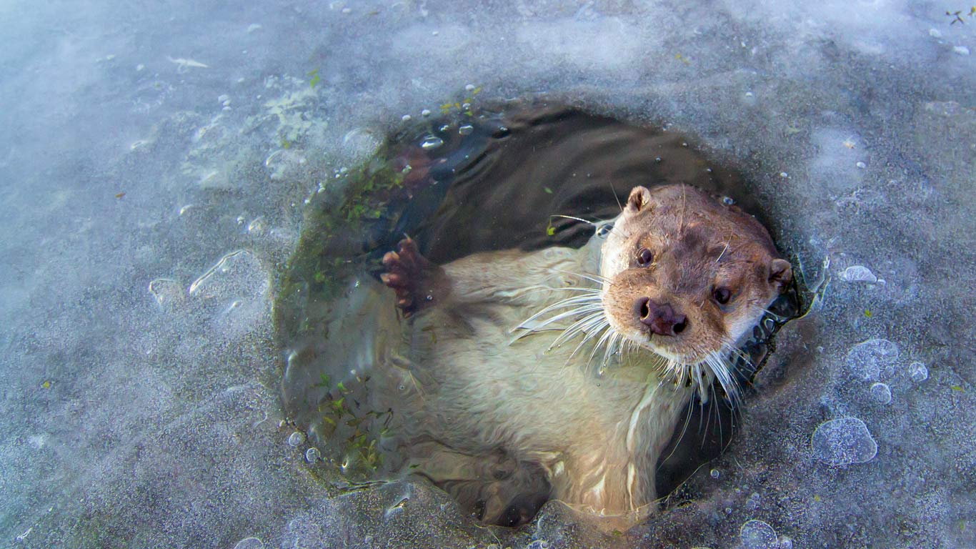 欧亚水獭 (© Ernst Dirksen/Minden Pictures)(Bing China)