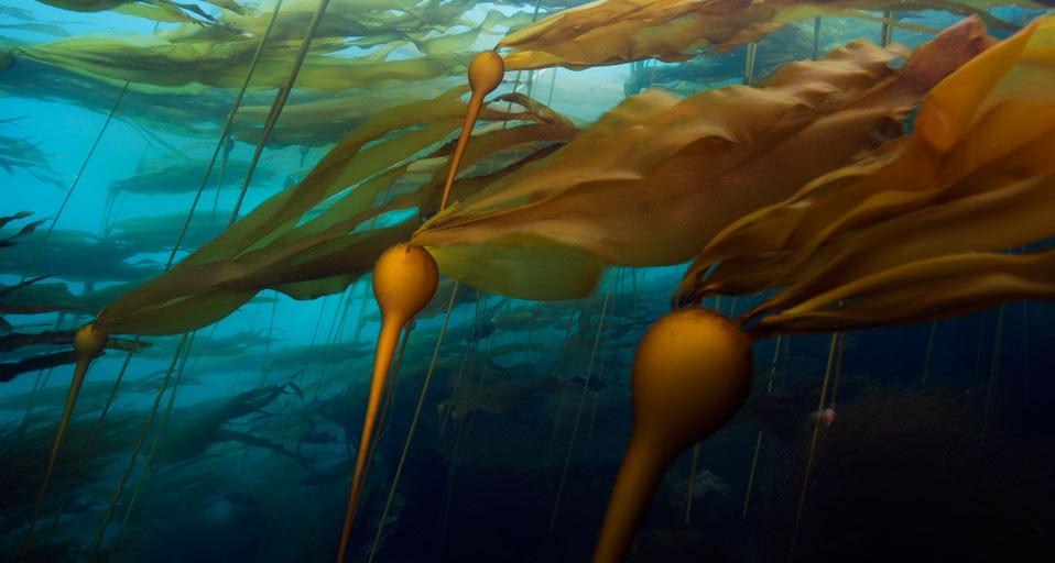A bull kelp forest Hussar Point, Browning Pass, British Columbia, Canada (© Mauricio Handler/Getty Images) &copy; (Bing Canada)