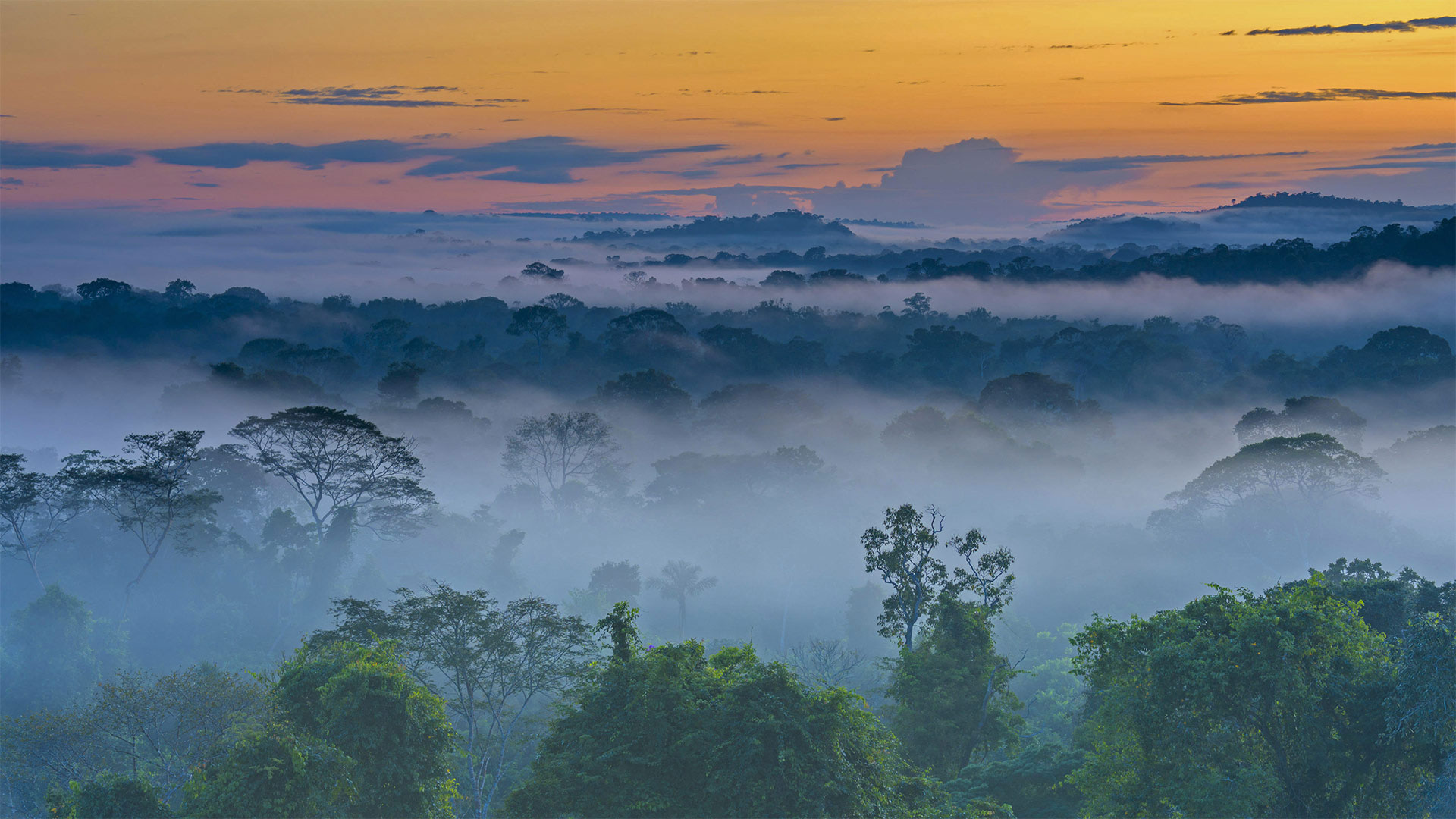 上弗洛雷斯塔附近晨雾中亚马逊雨林，巴西马托格罗索 (© Pulsar Imagens/Alamy)(Bing China)