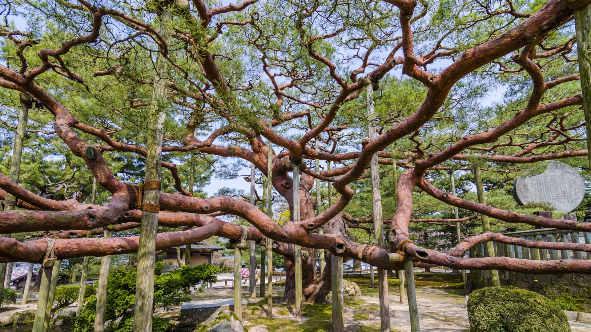｢兼六園の手向けの松｣金沢市 (© Korkusung/Shutterstock)(Bing Japan)