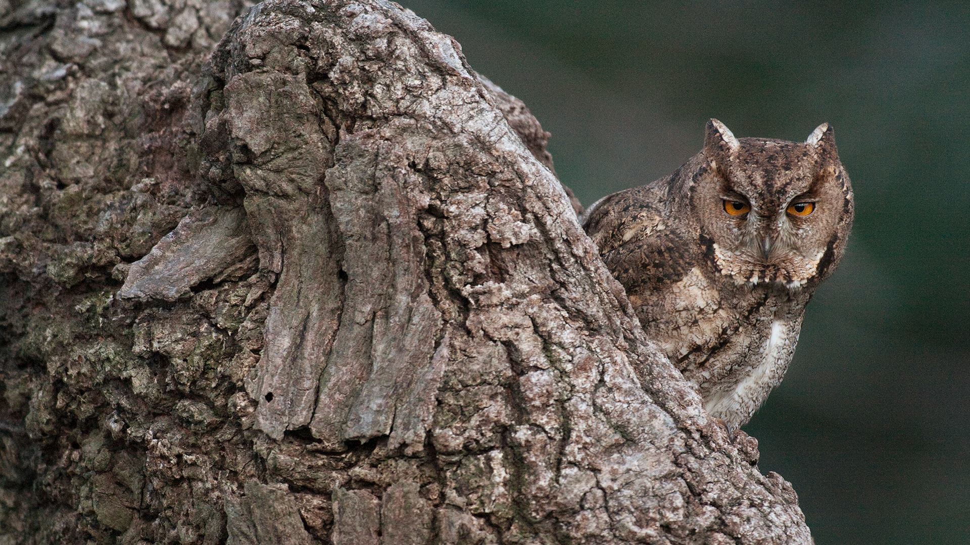 樹木に溶け込むフクロウ (© Shin Yoshino/Minden)(Bing Japan)
