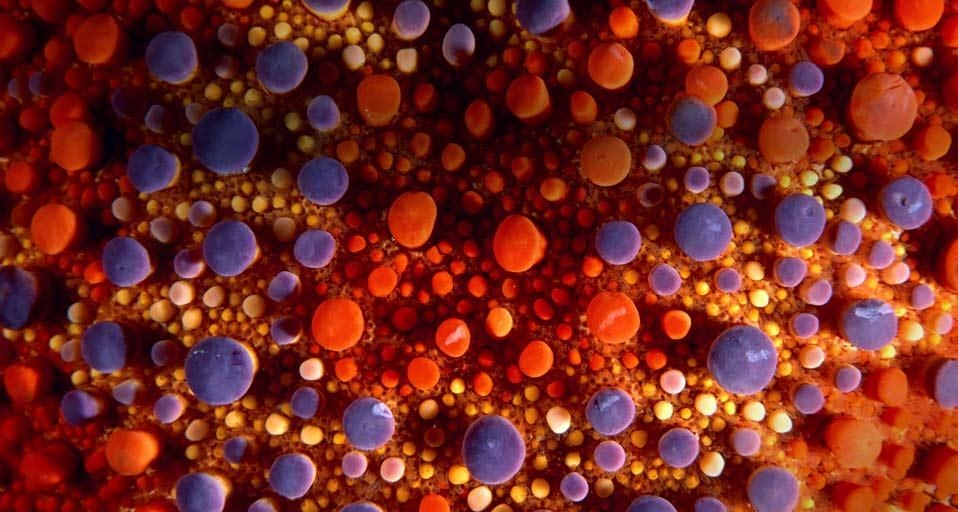 Firebrick sea star (© Tobias Bernhard/Corbis) &copy; (Bing United States)