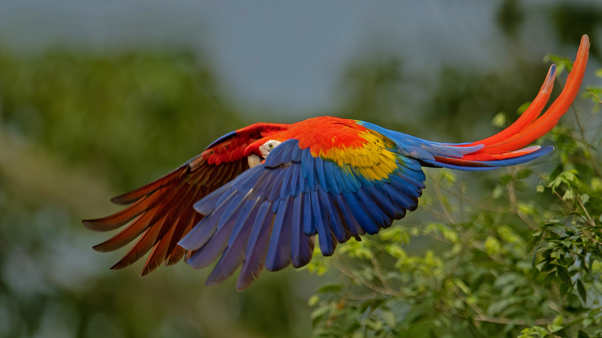 コンゴウインコ, コスタリカ (© Harry Collins/Getty Images)(Bing Japan)