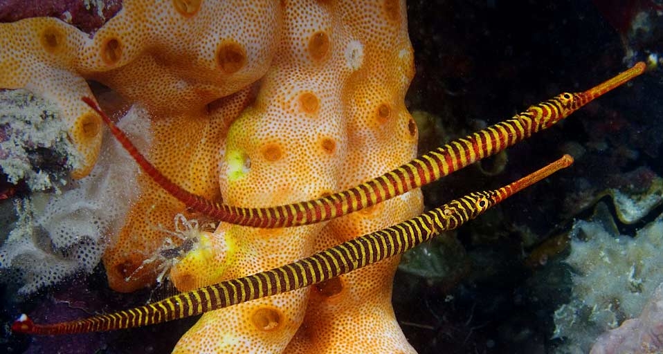 马来西亚马布岛的黄多带海龙 (© David B Fleetham/Oxford Scientific (OSF)/Photolibrary) &copy; (Bing China)