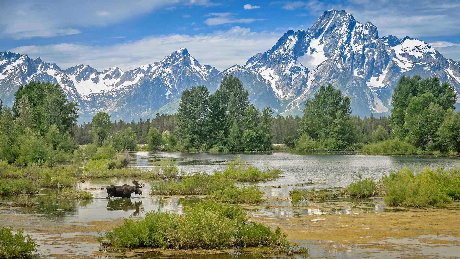 驼鹿穿过莫兰山下的池塘，怀俄明州大提顿国家公园 (© Jim Stamates/Minden Pictures)(Bing China)