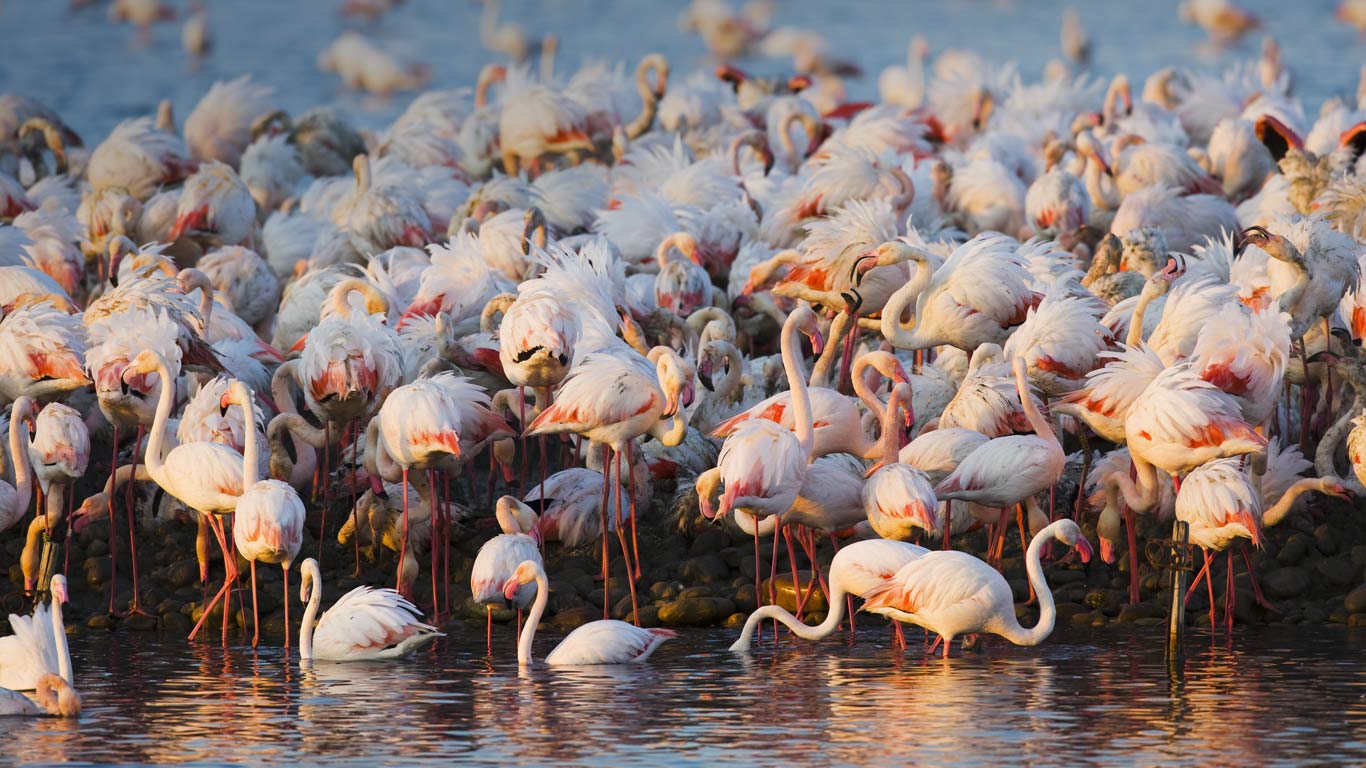 Colonie de flamants roses en Camargue, Bouches-du-Rhône, PACA (© Theo Allofs/Corbis)(Bing France)