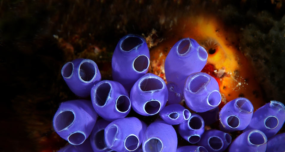 洪都拉斯海域附近的蓝钟海鞘 -- Mike Ricciardi/Photolibrary &copy; (Bing China)