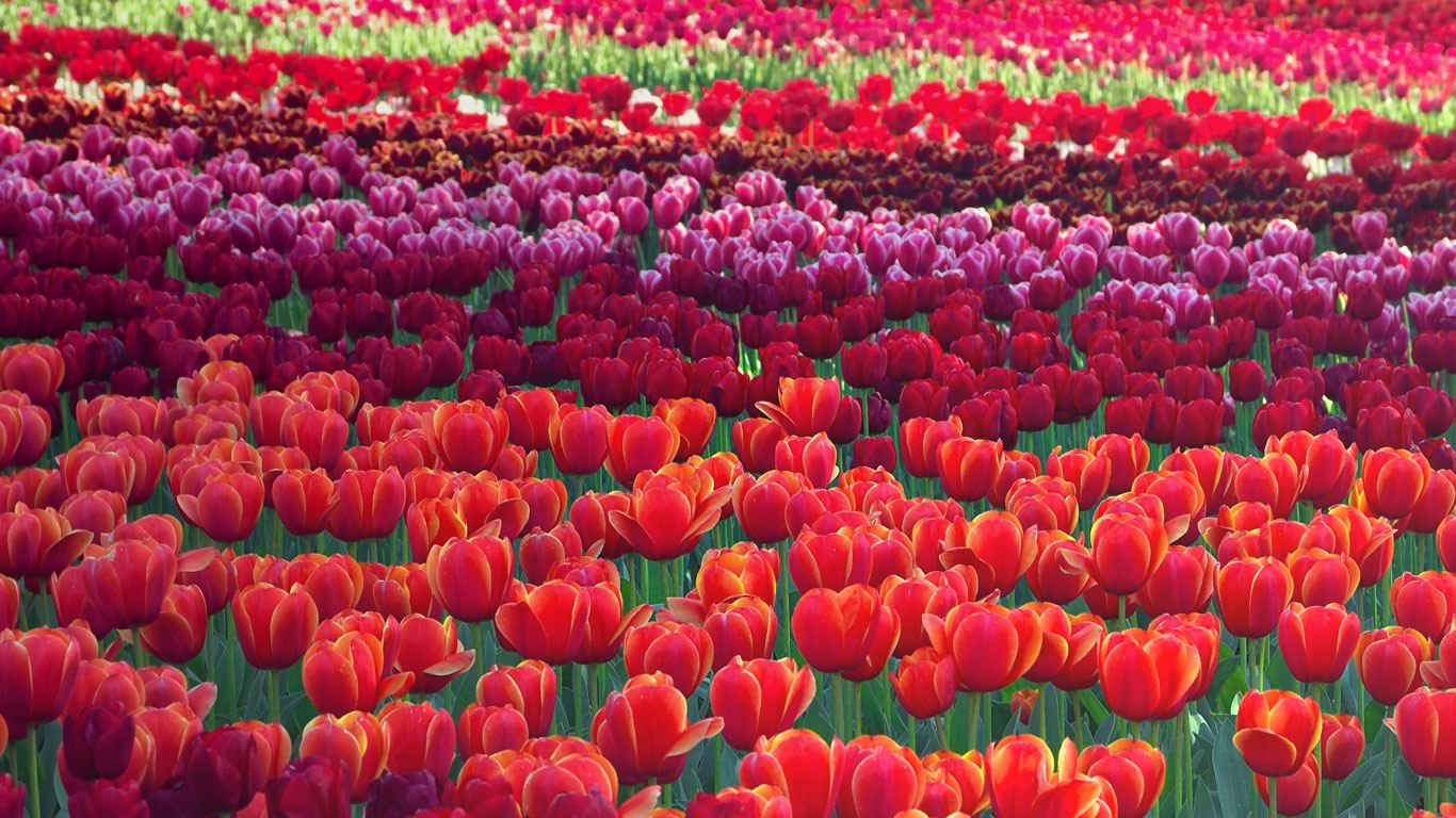 澳大利亚堪培拉郁金香花展 (© Ginevre Marlow/Alamy)(Bing China)