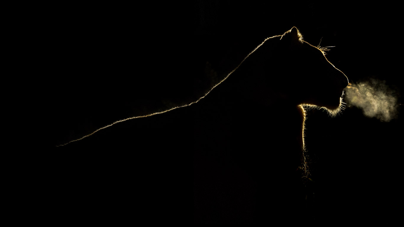 南非萨比森私人保护区，夜色下的母狮 (© Brendon Cremer/Minden Pictures)(Bing China)