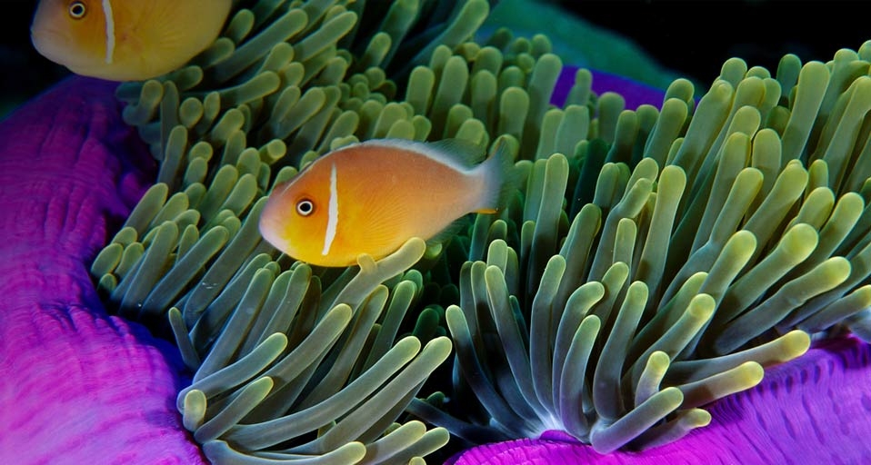 海葵中的小丑鱼 -- Robinson Ed/Photolibrary &copy; (Bing China)