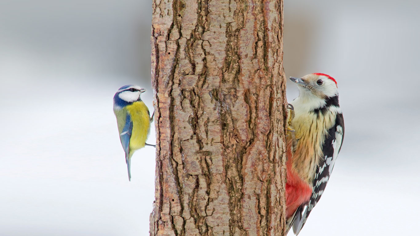 中斑啄木鸟与蓝山雀 (© Naturfoto-Online/Alamy)(Bing China)