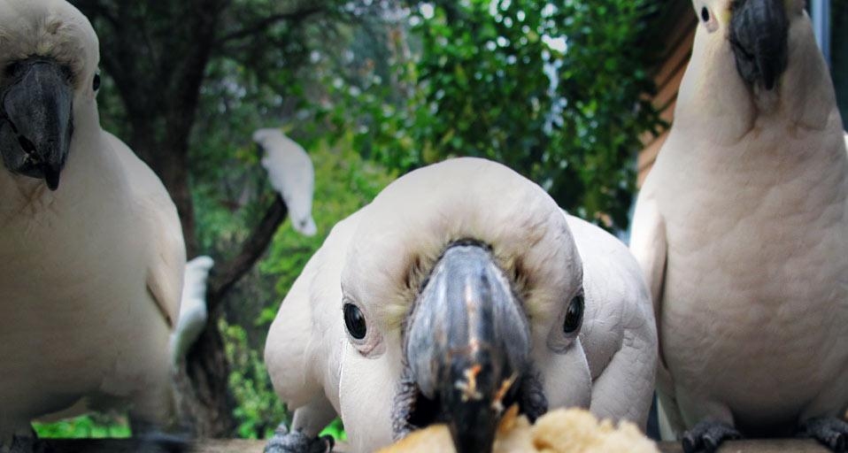 Hand-feeding the cockatoos (© Jodie Griggs/Flickr/Getty Images) &copy; (Bing Australia)