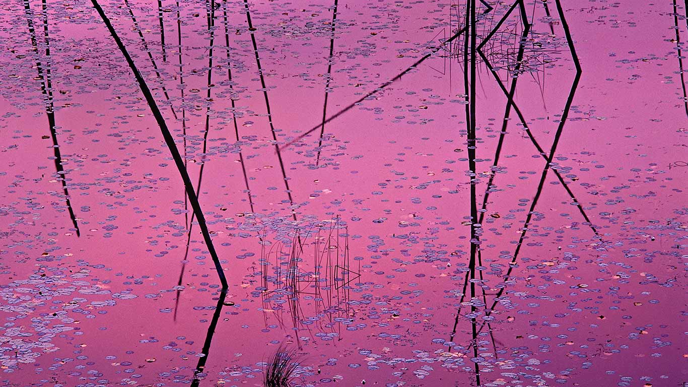 美国，明尼苏达州，诺斯伍兹，睡莲 (© Jim Brandenburg/Minden Pictures)(Bing China)