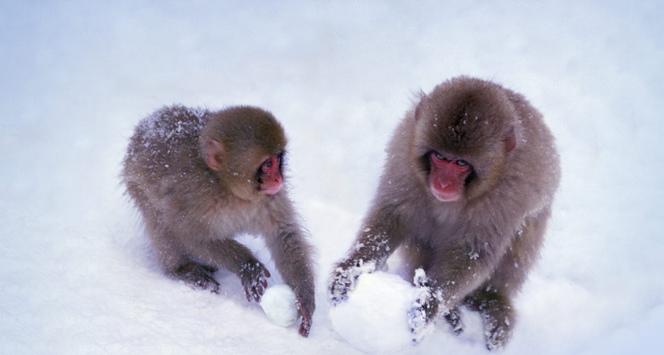 正在堆雪球的日本猕猴 -- Keren Su/Corbis &copy; (Bing China)