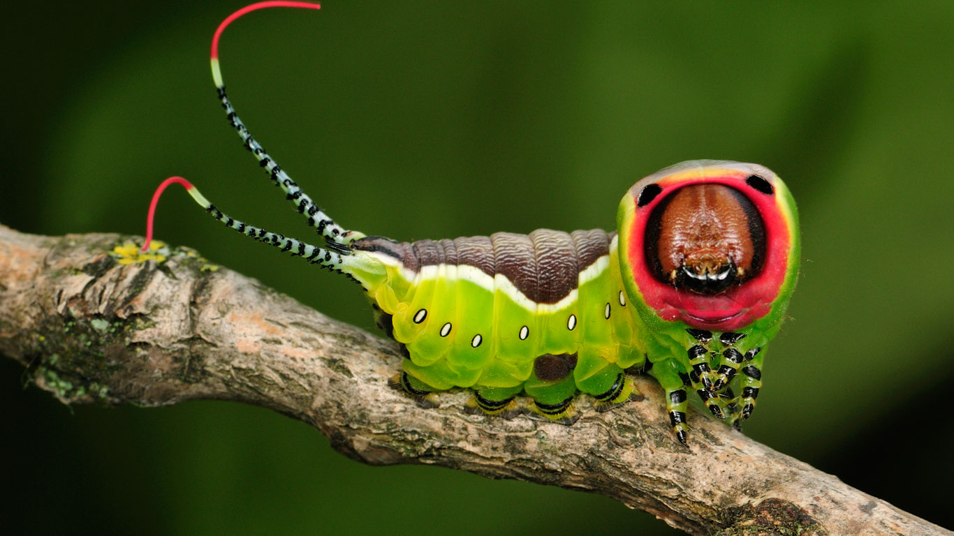 Puss moth caterpillar (© Thomas Marent/Minden Pictures)(Bing Canada)