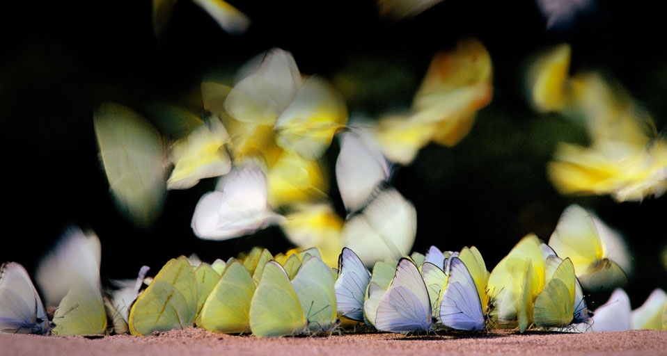 秘鲁国家公园里的蝴蝶 -- Frans Lanting/Corbis &copy; (Bing China)