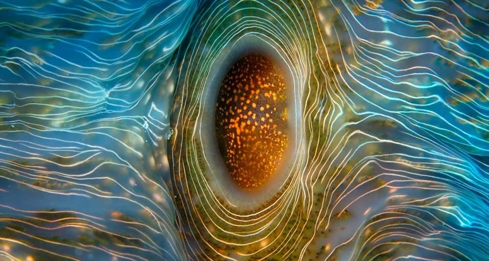 Bear paw clam near Rongelap Atoll in the Marshall Islands (© Andre Seale /Aurora Photos) &copy; (Bing Canada)