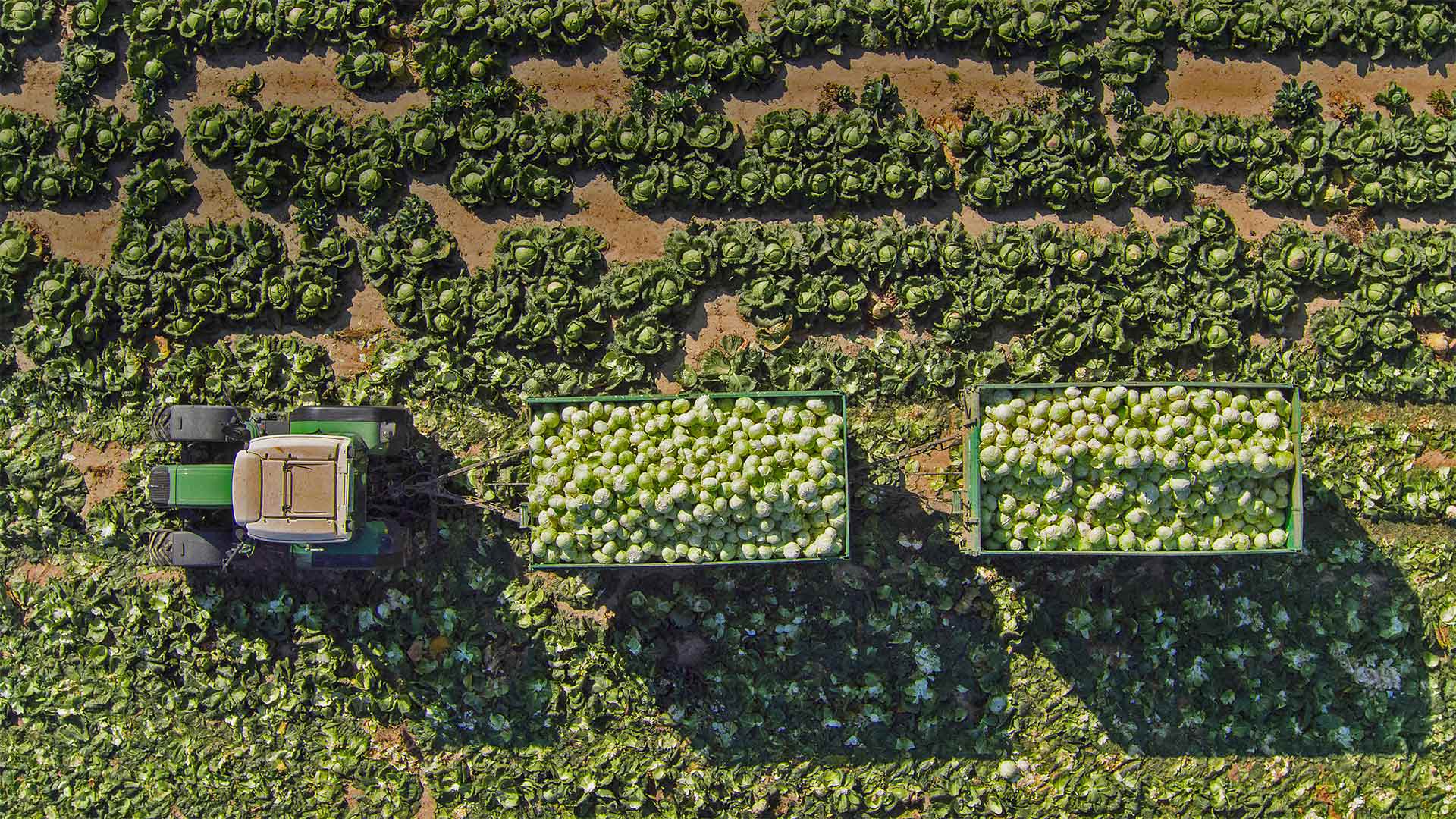 田里的拖拉机和装载着卷心菜的拖车，奥地利圣珀尔滕 (© Stephan Zirwes/Getty Images)(Bing China)