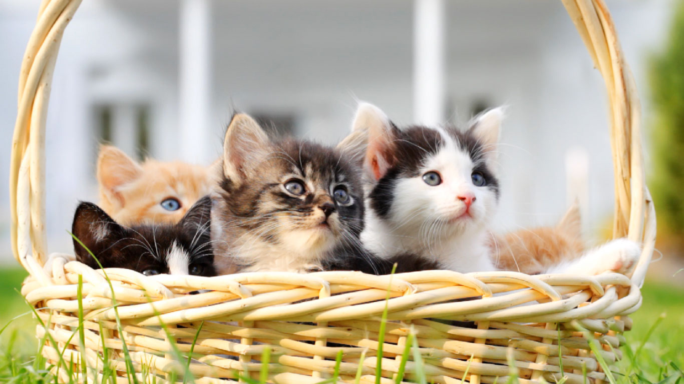 篮子中的喵星人 (© skynesher/Creatas Video/Getty Images)(Bing China)