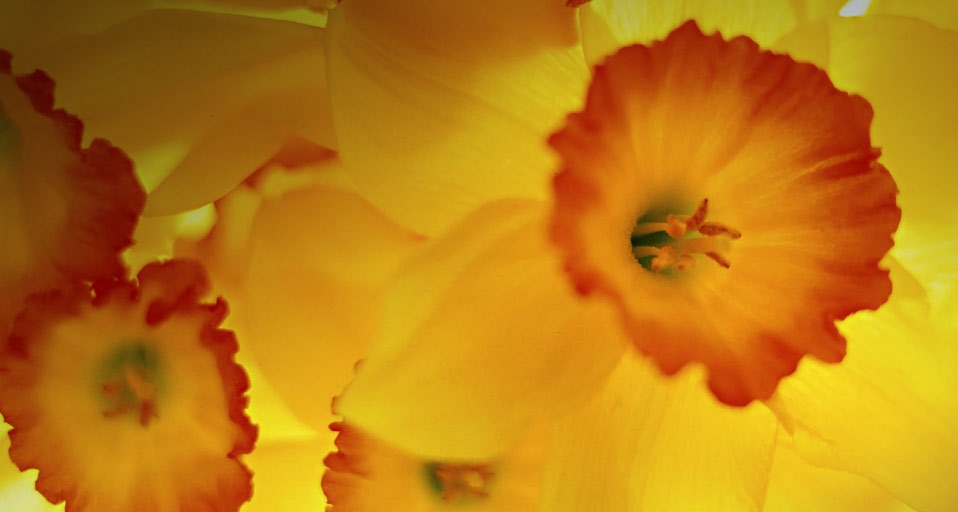 Common indoor/allergenic mold  -- Dennis Kunkel microscopy, Inc./Visuals Unlimited &copy; (Bing New Zealand)