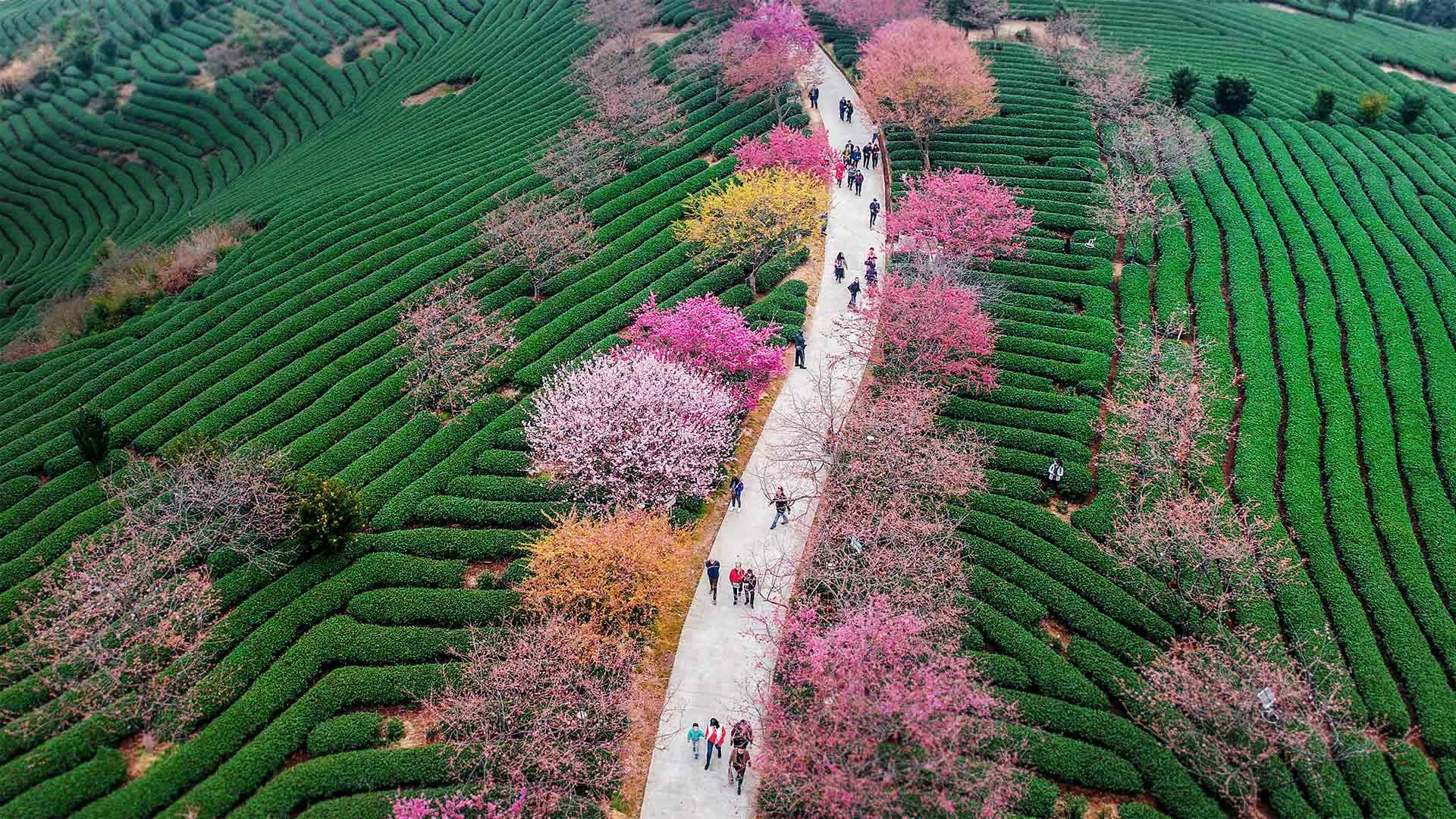 Blossoming cherry trees at a tea plantation in Longyan, China (© VCG/Getty Images)(Bing Canada)