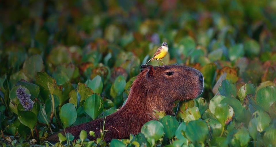 它们很惬意：沼泽中慵懒的水豚无畏打搅 -- Theo Allofs/Corbis &copy; (Bing China)