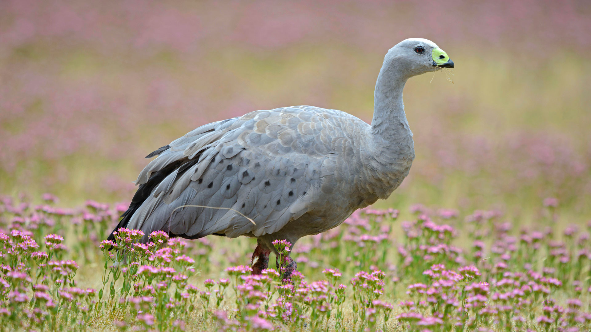 Cape Barren Goose (Cereopsis novaehollandiae) standing in a flowering meadow, Tasmania (© blickwinkel/Alamy Stock Photo)(Bing Australia)
