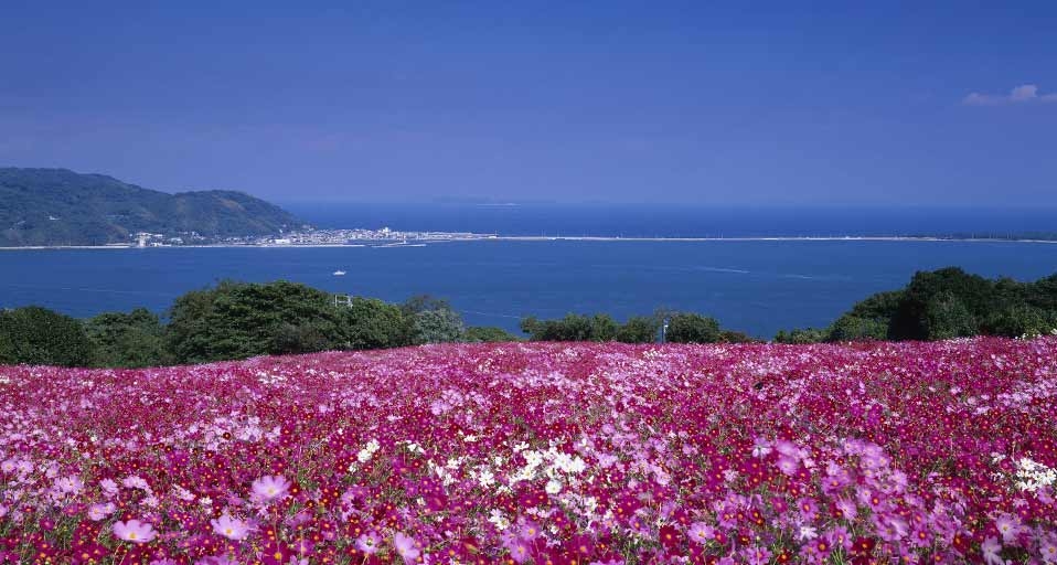 ｢のこのしまアイランドパーク｣福岡, 能古島 -- JTB Photo/Photolibrary &copy; (Bing Japan)