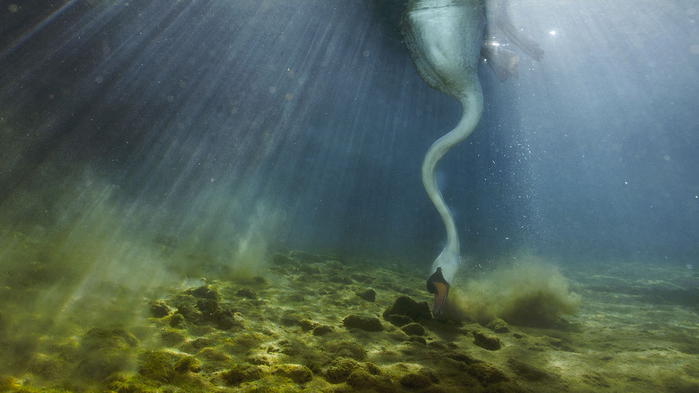Un cygne tuberculé plongeant pour se nourrir dans une rivière en Bourgogne, France (© Cyril Ruoso/Minden Pictures)(Bing France)