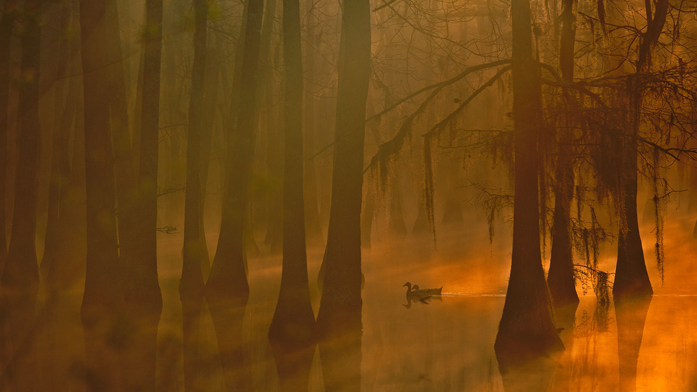 Stockenten in einem Sumpfgebiet des Calcasieu River, Louisiana, USA (© Tim Fitzharris/Minden Pictures)(Bing Deutschland)