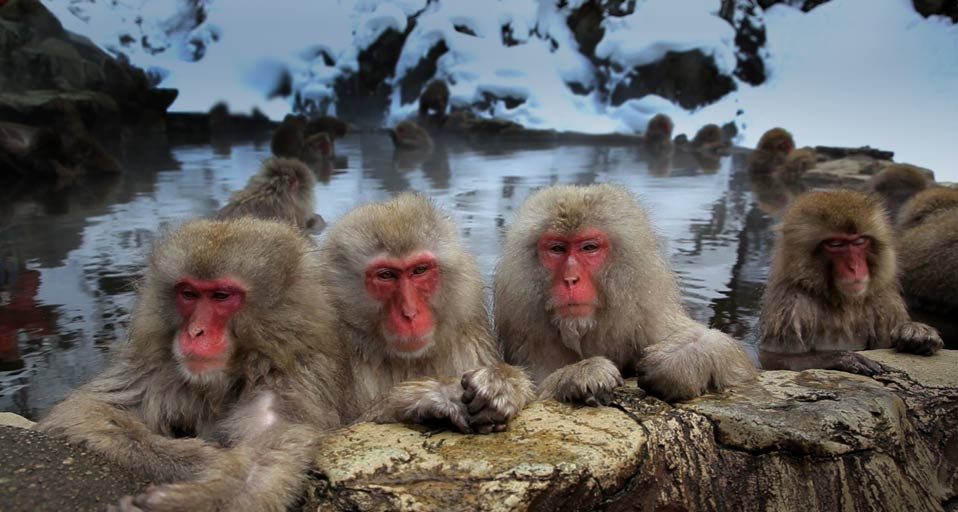 日本地狱谷温泉内的日本猕猴 (© Peter Adams Photography Ltd./Getty Images) &copy; (Bing China)