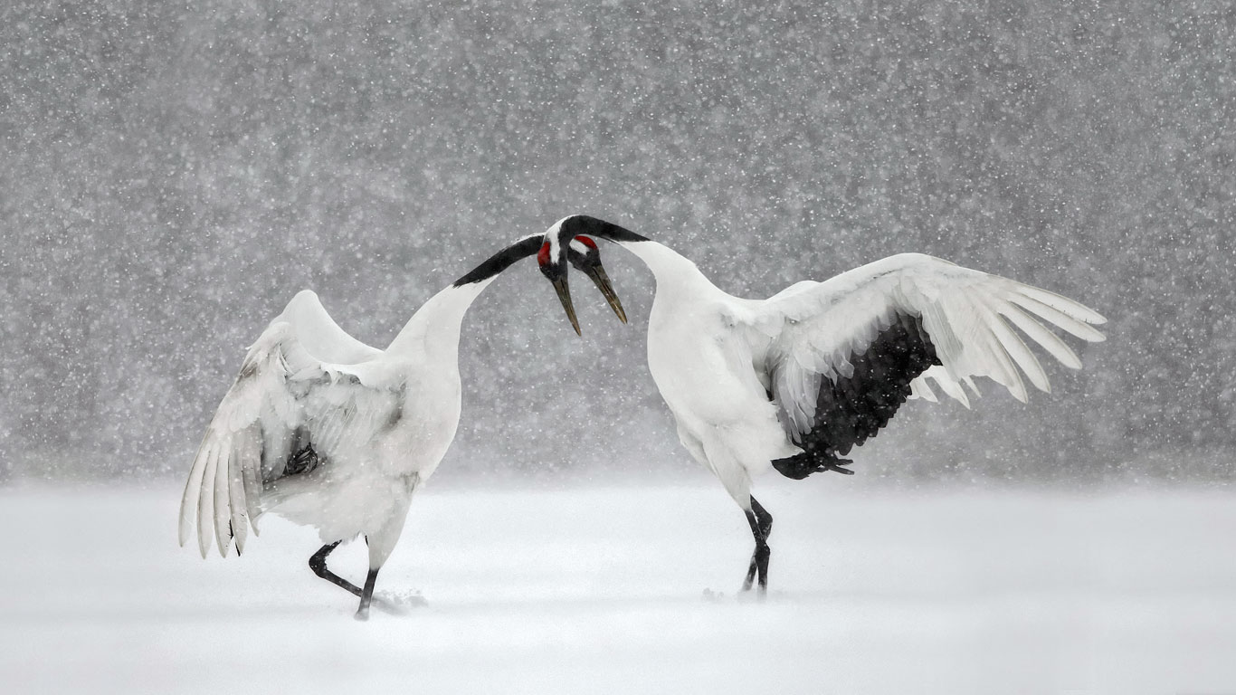 [情人节快乐]日本，北海道，丹顶鹤在舞蹈 (© Paul McKenzie/Minden Pictures)(Bing China)