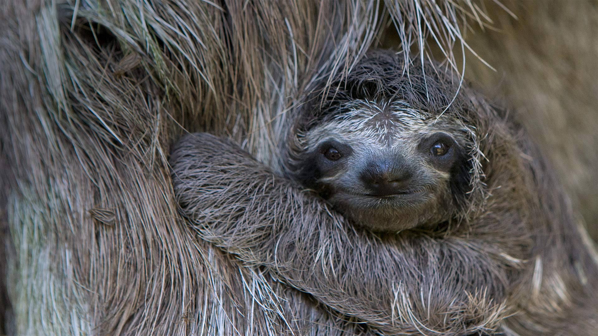 棕色褐喉树懒幼崽与妈妈，哥斯达黎加树懒保护区 (© Suzi Eszterhas/Minden Pictures)(Bing China)