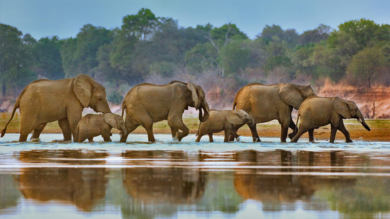 穿越卢安瓜河的象群，赞比亚 (© Frans Lanting/Gallery Stock)(Bing China)