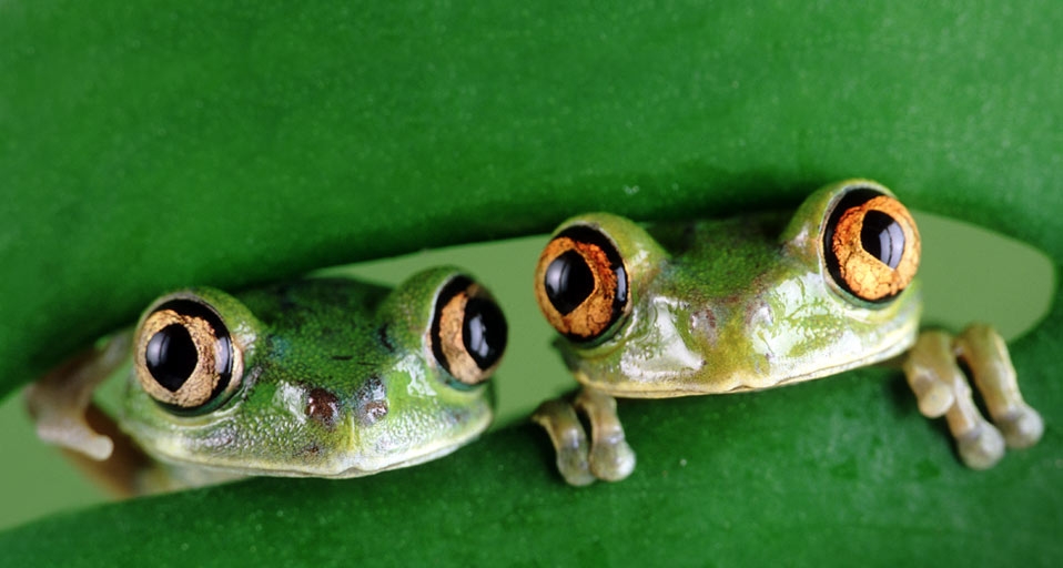 Two Tree Frogs staring from behind a leaf -- David Aubrey/CORBIS &copy; (Bing Canada)