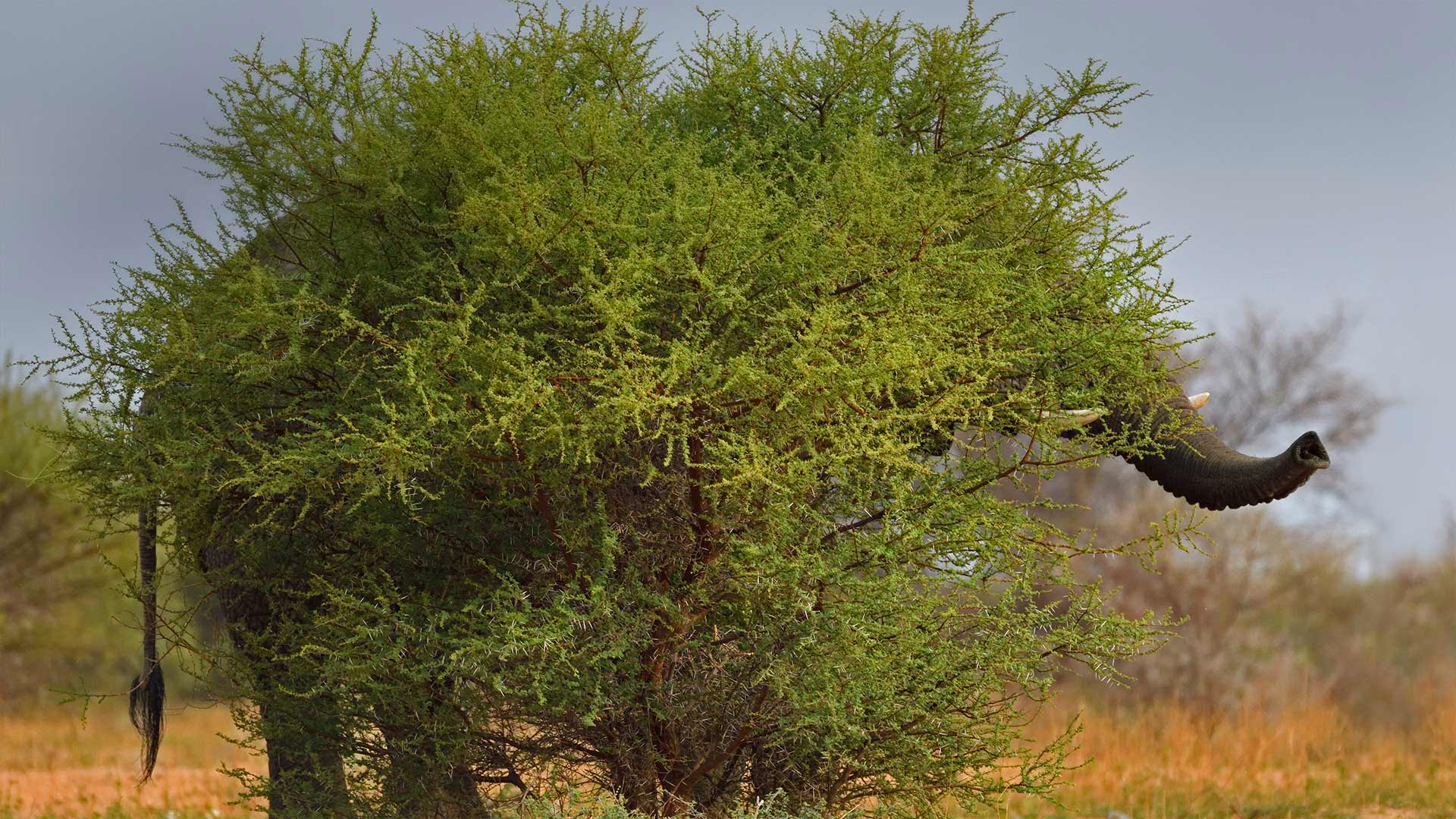 马拉克勒国家公园中一只隐身的chia象，南非林波波河 (© Staffan Widstrand/Minden Pictures)(Bing China)