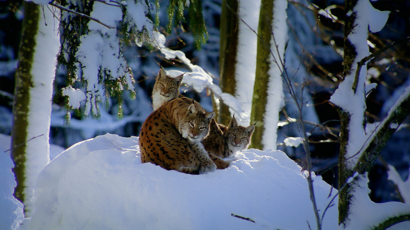 Lynx in Bavarian forest, Germany (© Framepool)(Bing Canada)