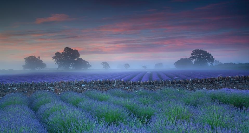 ｢夕暮れのラベンダー畑｣ (© Antony Spencer/Getty images) &copy; (Bing Japan)