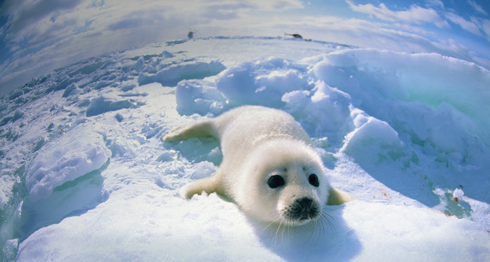 Baby seal lying on ice --  MIXA Co. Ltd./Photolibrary &copy; (Bing Australia)