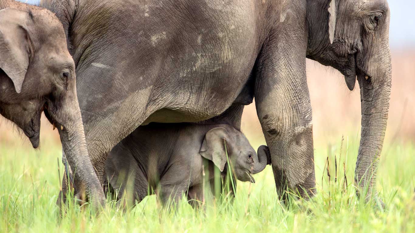 Asiatische Elefanten im Jim-Corbett-Nationalpark, Indien (© Yashpal Rathore/Minden Pictures)(Bing Deutschland)