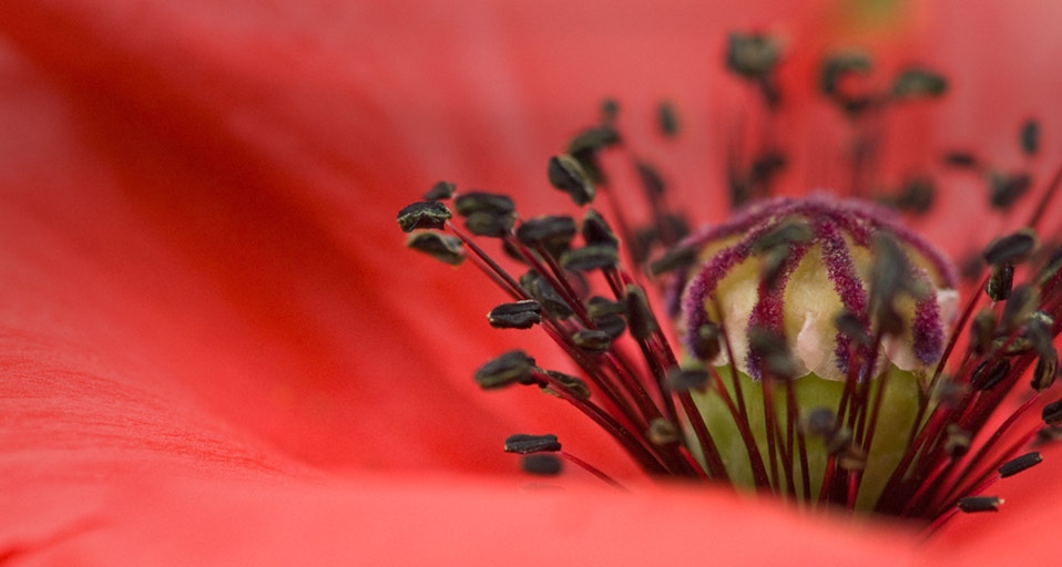 红色罂粟花特写 (© Deb Casso/OJO Images/Getty Images) &copy; (Bing China)