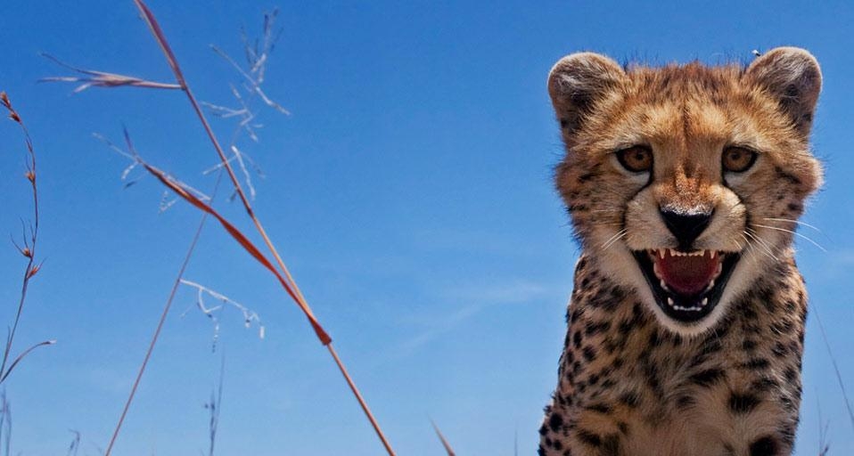 肯尼亚马赛马拉的小猎豹 (© Anup Shah/Corbis) &copy; (Bing China)