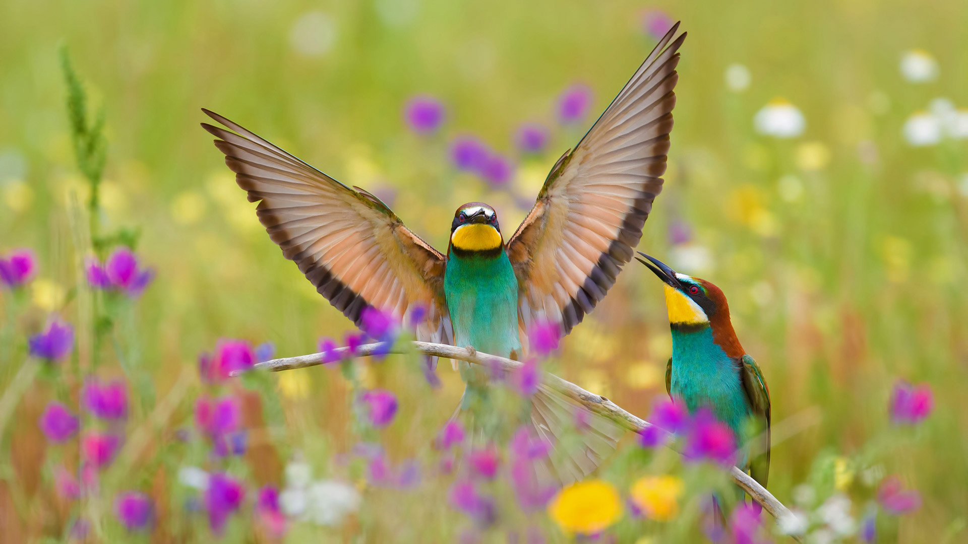 黄喉蜂虎，西班牙埃斯特雷马杜拉 (© Martin Demmel/Offset)(Bing China)
