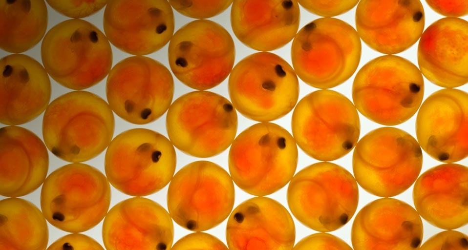 大马哈鱼的鱼子 -- Frans Lanting/Corbis &copy; (Bing China)