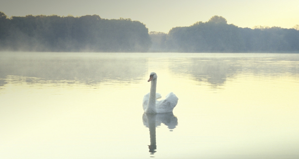 岁月的童话：丑小鸭的故事 -- Gaby Wojciech/Westend61/age fotostock &copy; (Bing China)